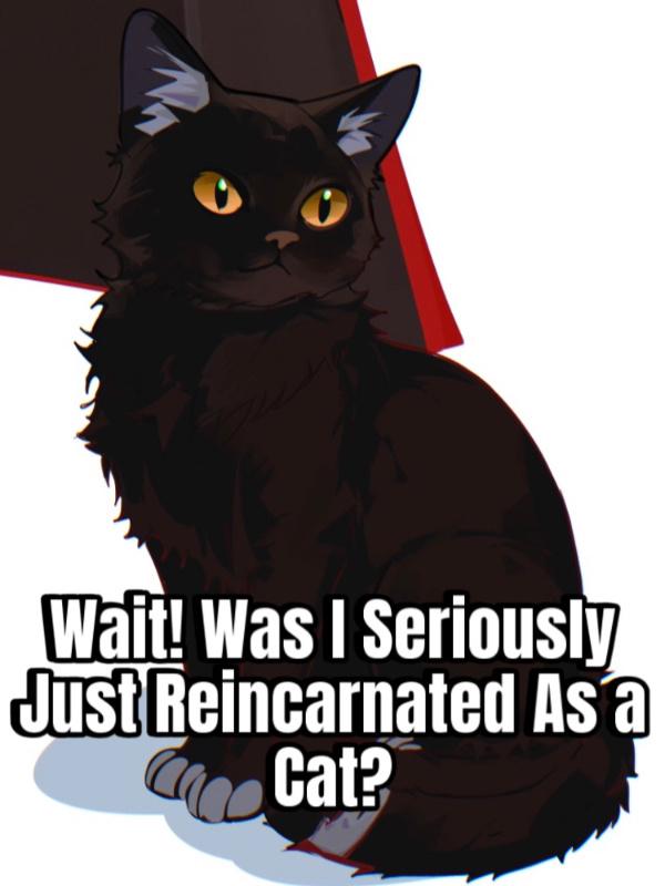 Wait! Was I Seriously Just Reincarnated As a Cat?